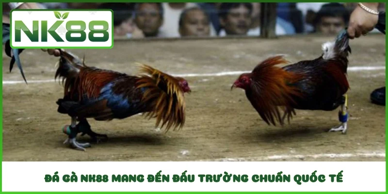 Đá gà NK88 mang đến đấu trường chuẩn quốc tế