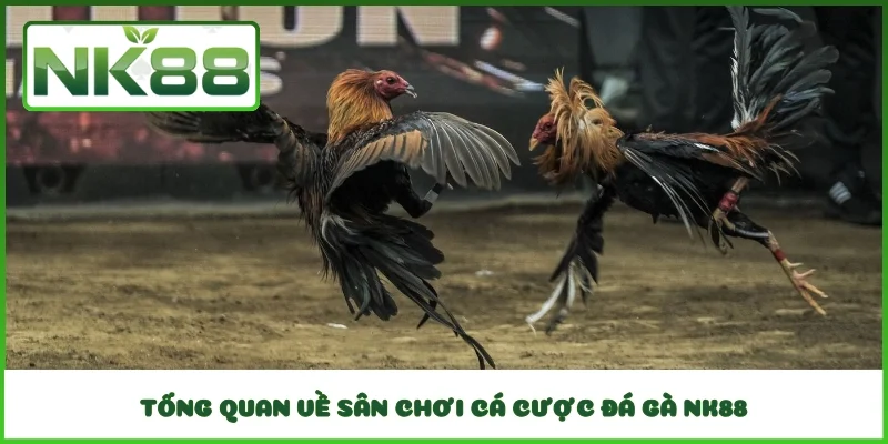 Tổng quan về sân chơi cá cược đá gà NK88